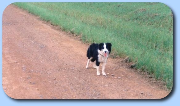 Little dog in a big world?